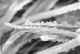 preview bw