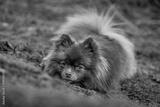 preview bw