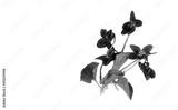 preview bw