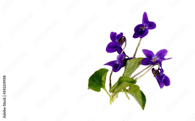 image to crop
