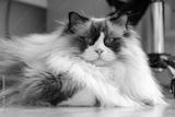 preview bw