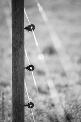 preview bw