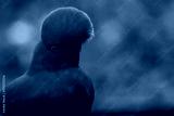 preview cold