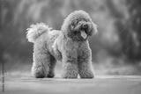 preview bw