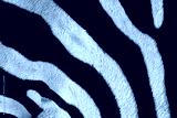 preview cold