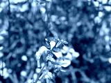preview cold