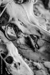 preview bw