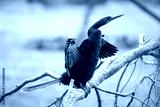 preview cold