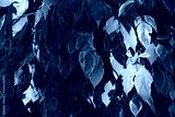 preview cold