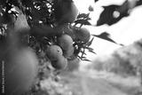 preview bw