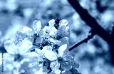 preview cold