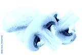 preview cold