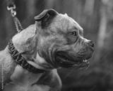 preview bw
