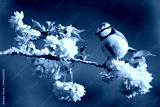 preview cold