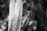 preview bw