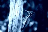 preview cold
