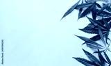 preview cold