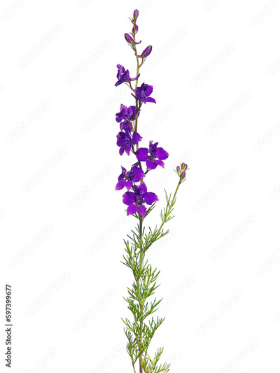 image to crop