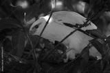 preview bw