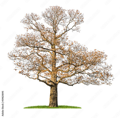 image to crop