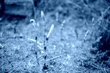 preview cold