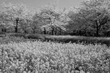 preview bw