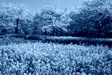 preview cold