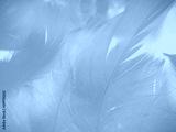 preview cold