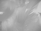 preview original