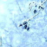 preview cold