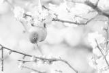 preview bw