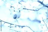 preview cold
