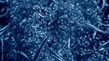 preview cold