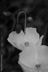 preview bw