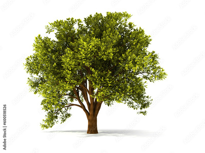 image to crop