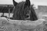 preview bw