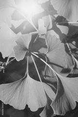preview bw