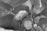 preview bw