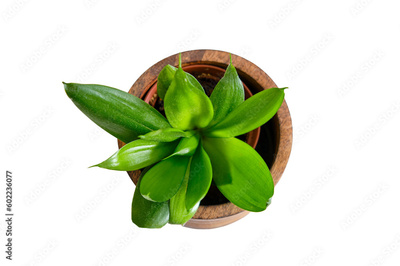 image to crop