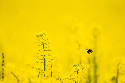 image to crop