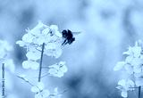 preview cold
