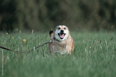 image to crop