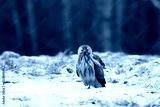 preview cold