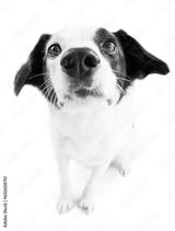 preview bw