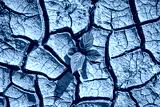preview cold