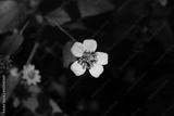 preview bw