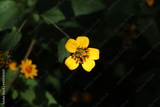 preview original