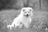 preview bw