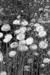 preview bw