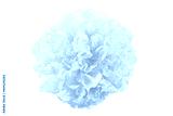 preview cold